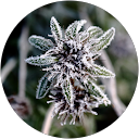 Maria Trepp profielfoto